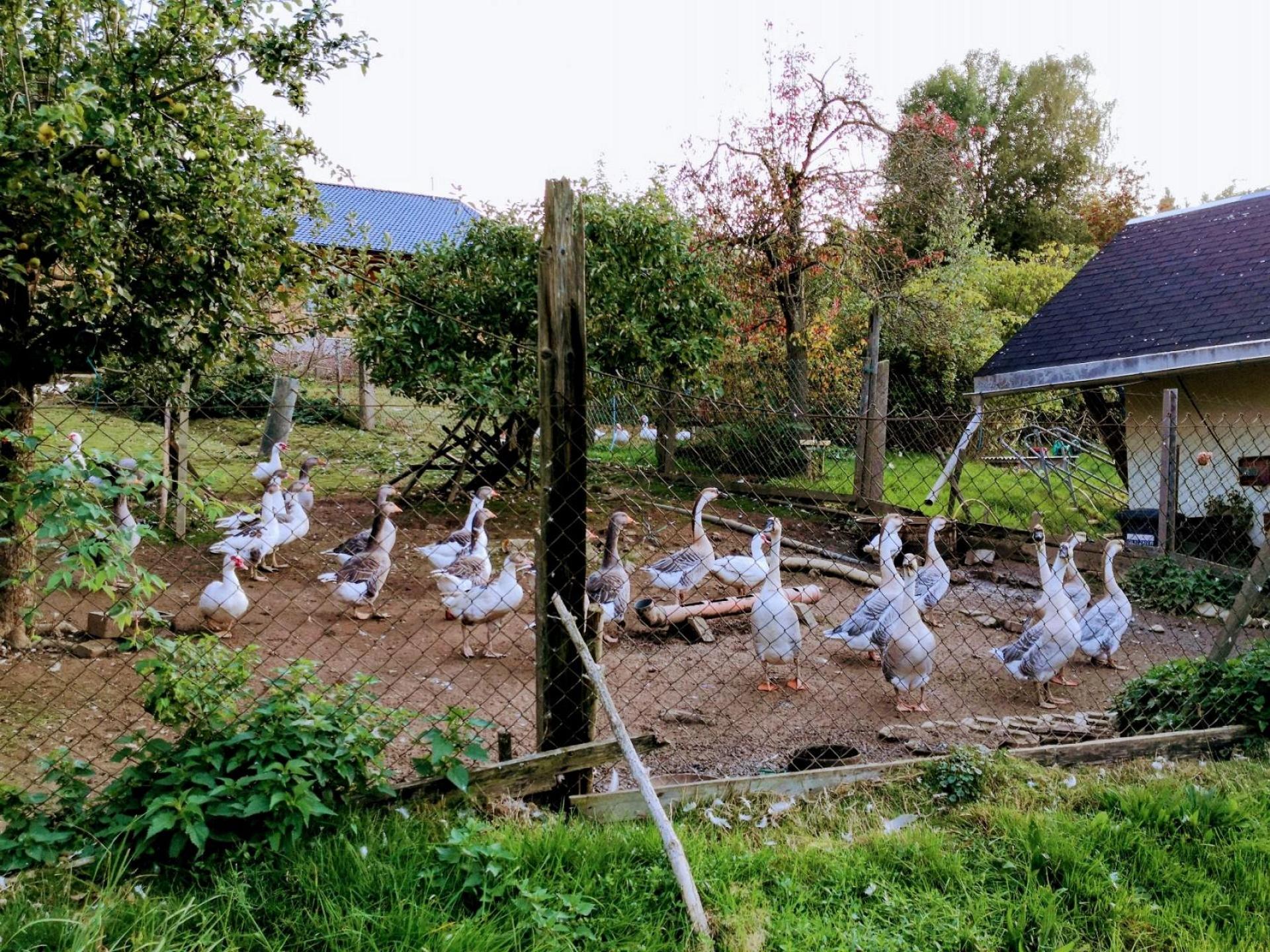 Unsere Gänse